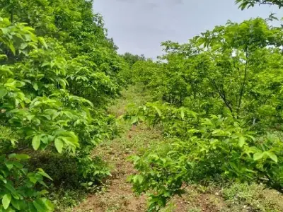 Green Agricultural Land in Mendarda Green Agricultural Land in Mendarda