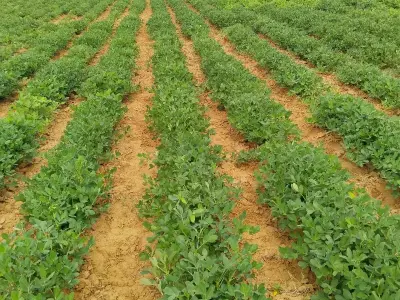 નારિયલ નો બગીચો નારિયલ નો બગીચો