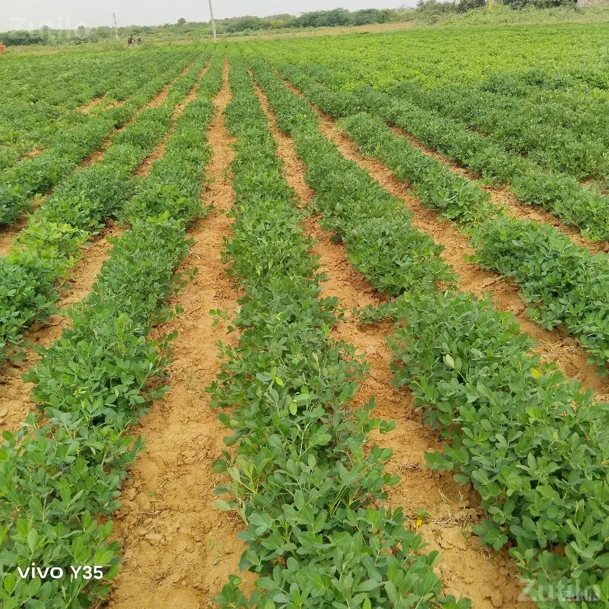 નારિયલ નો બગીચો - Land & Plots - Dwarka - Image 1