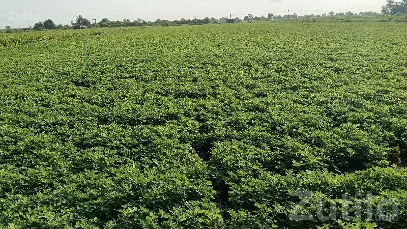 20 Vigha Fertile Agriculture Land Nearby Village - જમીન અને પ્લોટ - ભાણવડ - Image 2