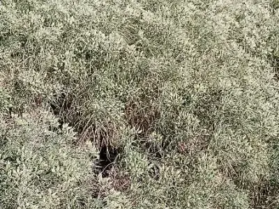 Fertile Agricultural Land for Sale Fertile Agricultural Land for Sale