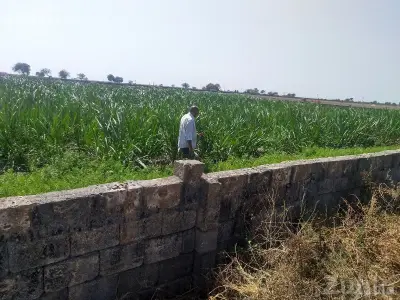 7.5 Vigha Agricultural Land with Bore Water 7.5 Vigha Agricultural Land with Bore Water