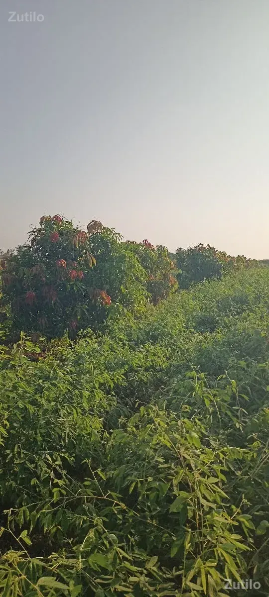 jameen vechavani che - જમીન અને પ્લોટ - સોમનાથ - Image 3