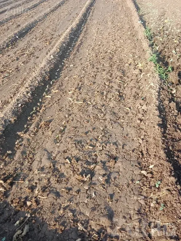 Savarkundla Fertile Agricultural Land - જમીન અને પ્લોટ - સાવરકુંડલા - Image 1
