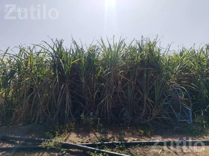 Agricultural Land with Sugarcane Crop 2.5 Vigha - Land & Plots - Lalpur - Image 3