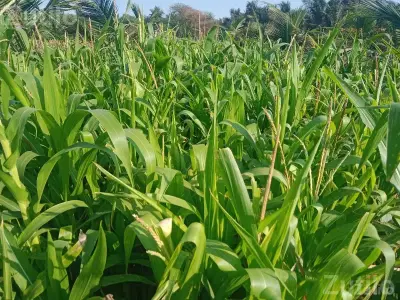 Maize Crop on 1.5 Vigha Agricultural Land Maize Crop on 1.5 Vigha Agricultural Land