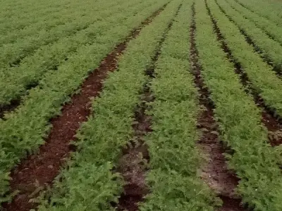 Fertile Agricultural Land in Upleta Fertile Agricultural Land in Upleta