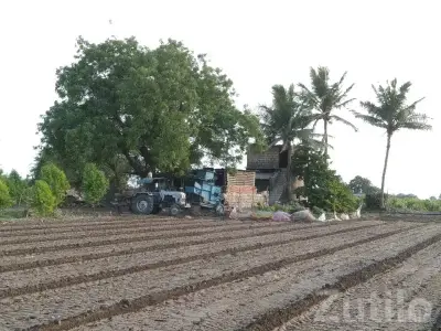 45 Bigha Irrigated Farm Land for Sale