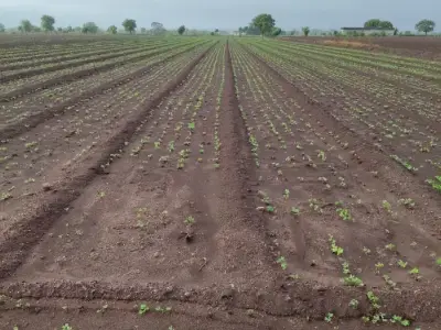Vadara Highway Fertile Farm Land Plot Vadara Highway Fertile Farm Land Plot