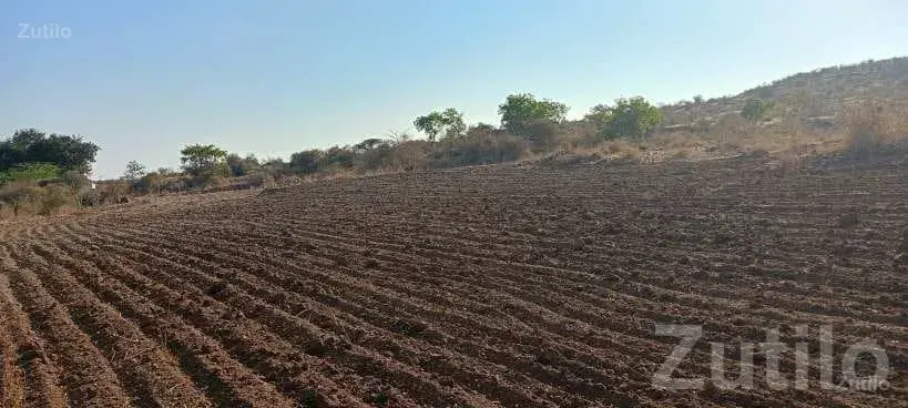 2.5 Vigha Agricultural Land for Sale - Land & Plots - Savarkundla - Image 2