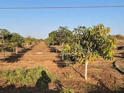 10 Vigha Mango Orchard Land for Sale
