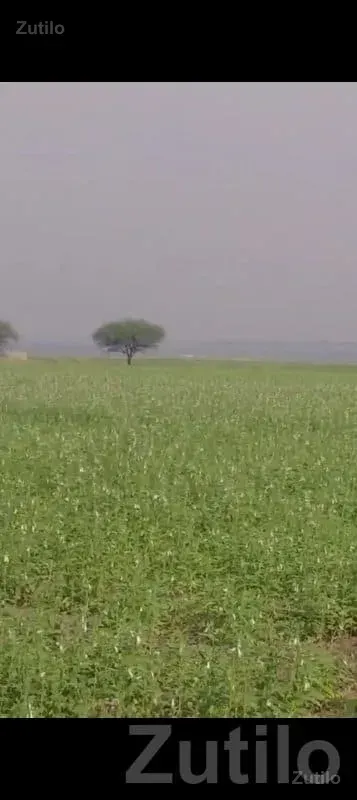 Fertile Agricultural Land in Gondal - Land & Plots - Gondal - Image 3