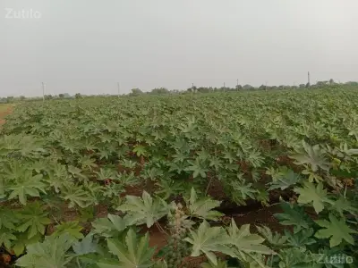 જમીન વેચવાની છે (ટાઈટલ ક્લિયર)
