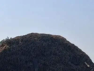 માડવી નો સારો માડવી નો સારો