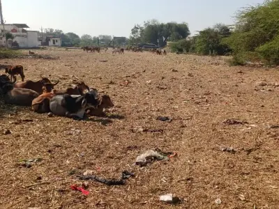 જમીન વેચાણ માટે જમીન વેચાણ માટે