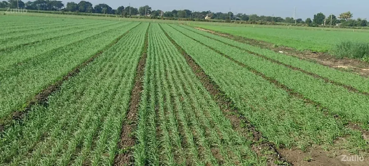 જમિન echvani chhe - Land & Plots - Talala - Image 3