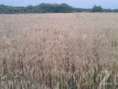 10.5 Vigha Fertile Agricultural Land Talala 10.5 Vigha Fertile Agricultural Land Talala