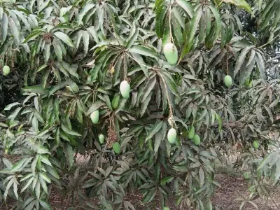 Mango Orchard Lease with 210 Trees Mango Orchard Lease with 210 Trees