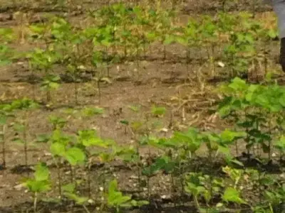 Fertile Agricultural Land Plot for Sale Fertile Agricultural Land Plot for Sale