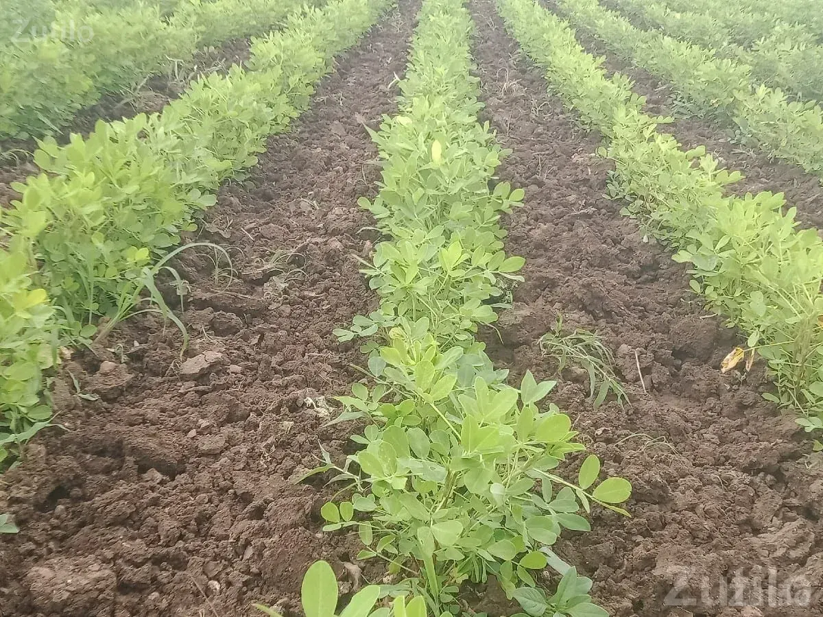 Fertile Agricultural Land in Kutiyana - Land & Plots - Kutiyana - Image 3