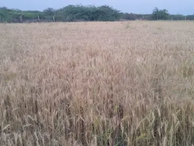 10.5 વિધાની વાડી વેચવાની છે 10.5 વિધાની વાડી વેચવાની છે