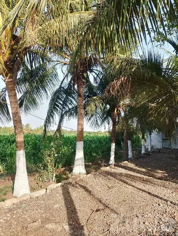 Fertile Green Agricultural Land Vanthali - Land & Plots - Vanthali - Image 3