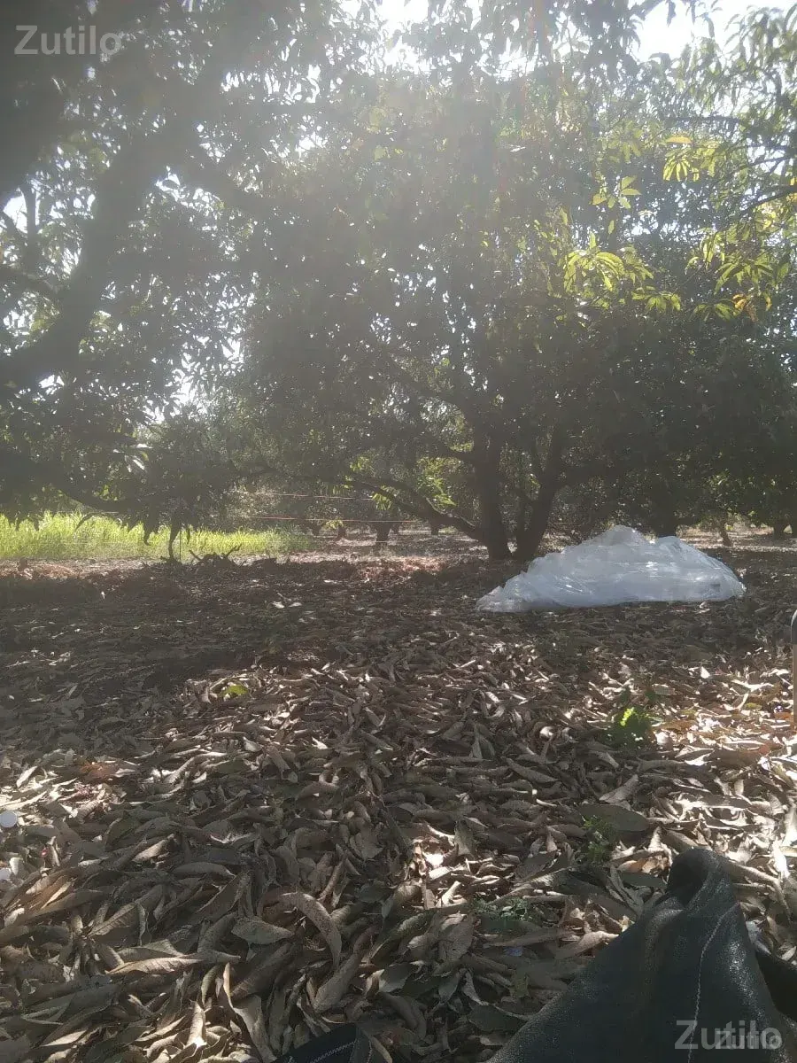 સાગોદ્રા ભોજડે વીરપુર બોરવાવ - Land & Plots - Talala - Image 2