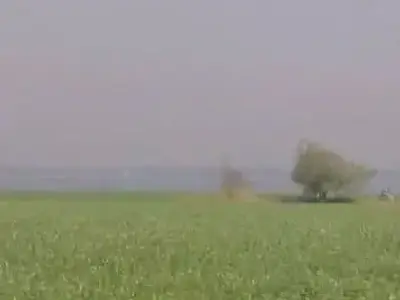 Fertile Agricultural Land in Gondal Fertile Agricultural Land in Gondal