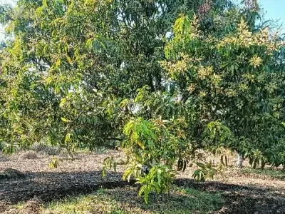Fully Grown Mango Orchard Land for Sale