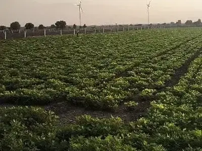 7 Bigha Fertile Agriculture Land Jamjodhpur 7 Bigha Fertile Agriculture Land Jamjodhpur