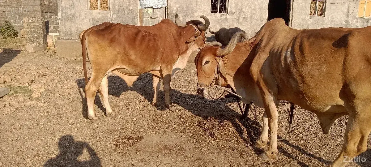 બે બળદ વેચવાના છે - Cars - Una - Image 3