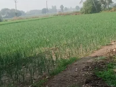 Fertile Green Agricultural Land Plot Fertile Green Agricultural Land Plot