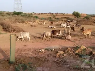 Road Touch Plot for Sale Bhatia Bypass Road Touch Plot for Sale Bhatia Bypass