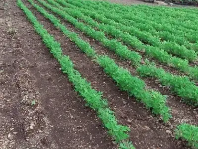 35 Vigha Agricultural Land on Share Basis 35 Vigha Agricultural Land on Share Basis