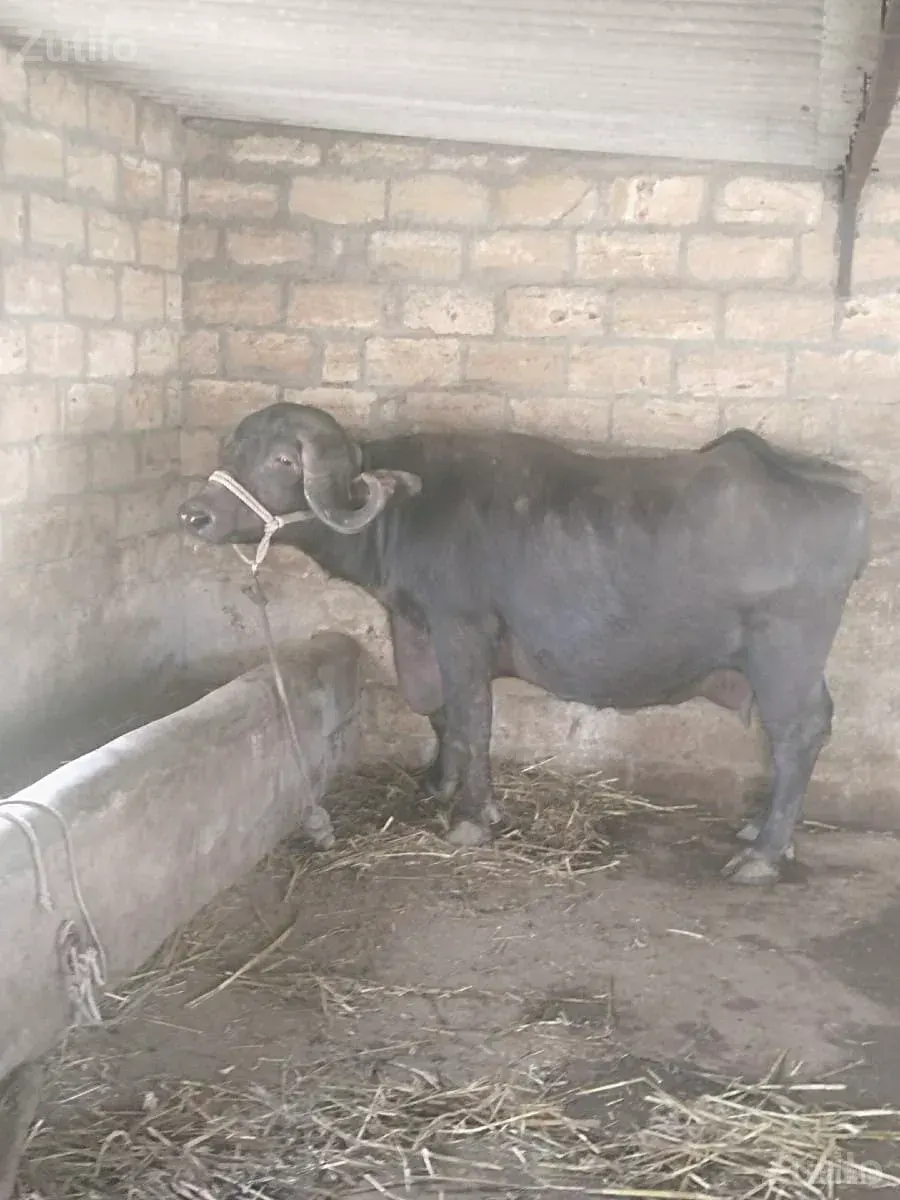 ભેંસ વેચવાની છે - કાર - માણાવદર - Image 2