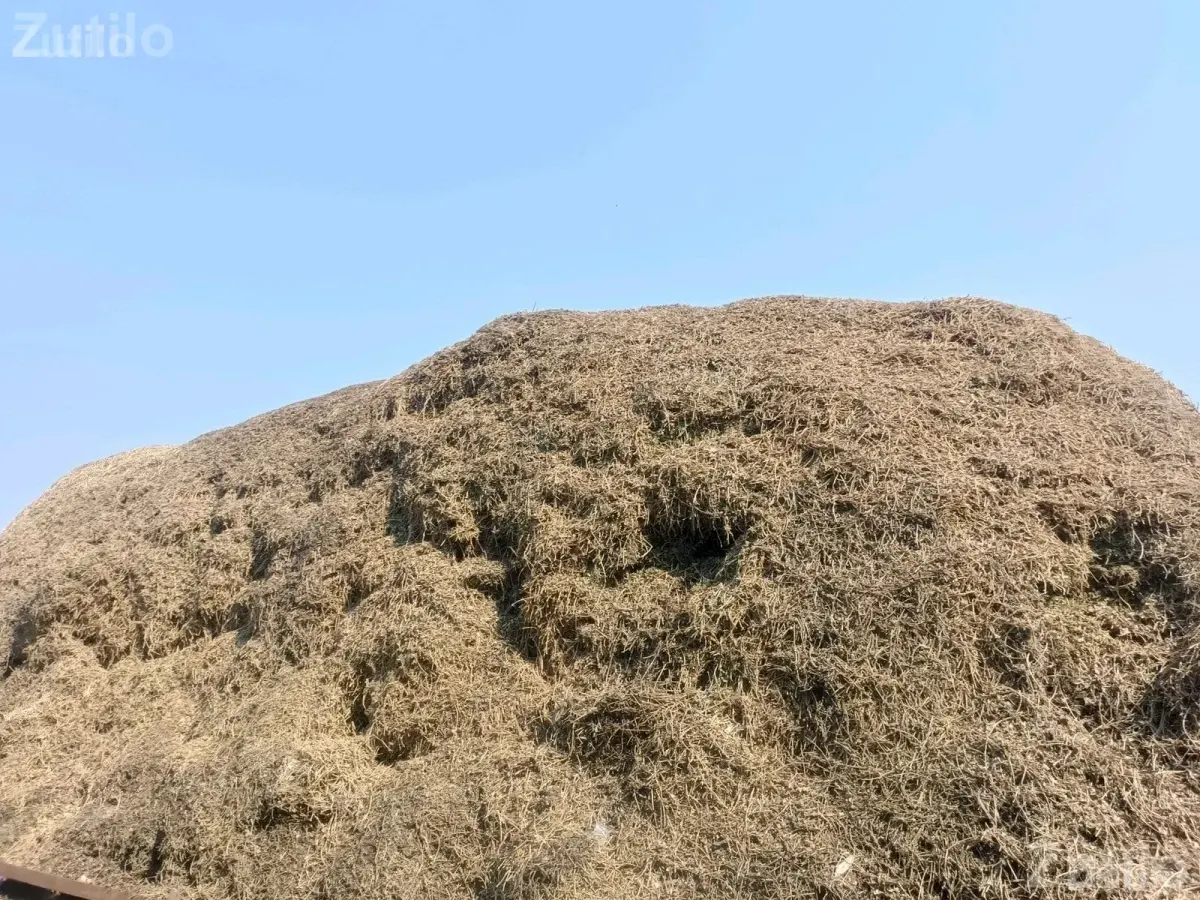 30 Vigha Agricultural Land Plot for Sale - Land & Plots - Bhanvad - Image 4