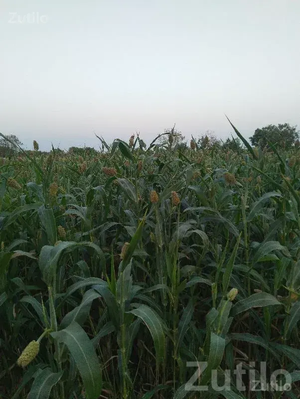 Fertile Agricultural Land in Kutiyana - Land & Plots - Kutiyana - Image 3
