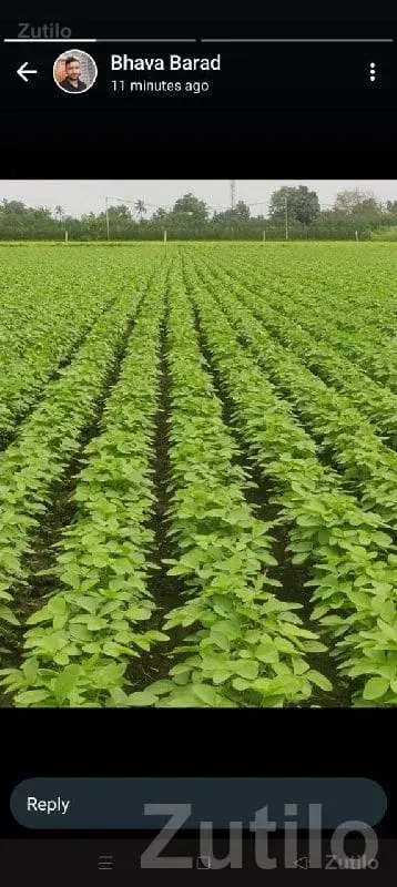 Kodinar 41 Gutha Fertile Farm Land Plot - જમીન અને પ્લોટ - કોડીનાર - Image 3