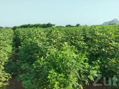 16.5 Vigha Fertile Farm Land Talaja 16.5 Vigha Fertile Farm Land Talaja