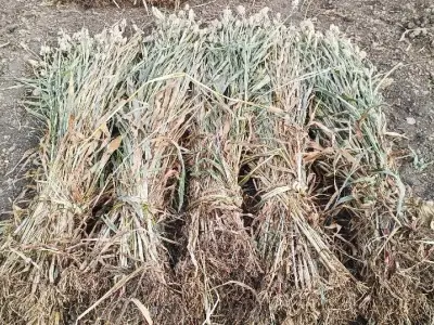 Fresh Jowar Fodder Bundles for Sale Fresh Jowar Fodder Bundles for Sale
