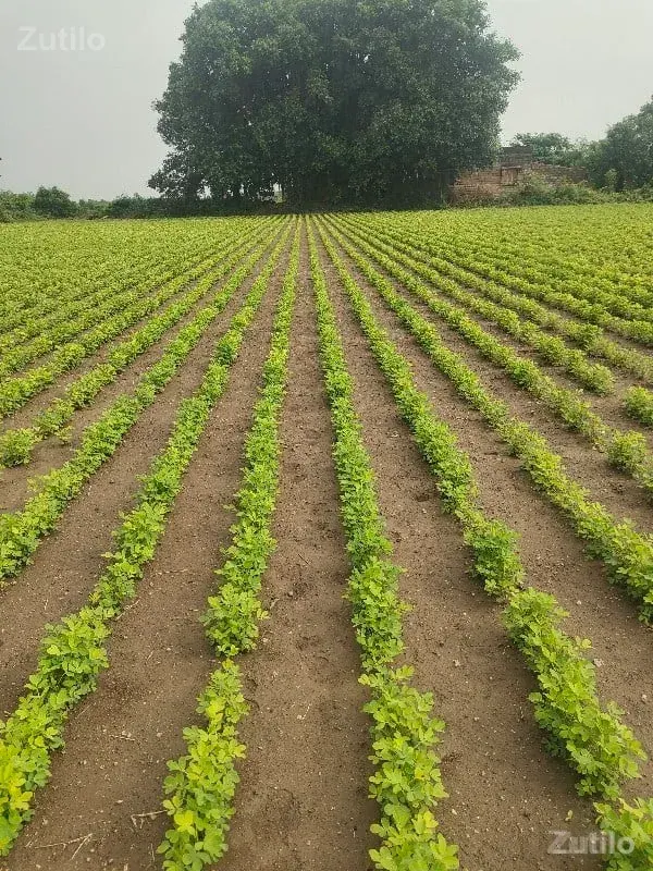 જમીન વેચવાની છે - Land & Plots - Keshod - Image 3