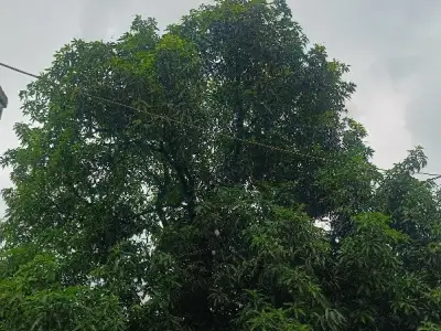 Green Agricultural Plot for Sale, Talala Green Agricultural Plot for Sale, Talala