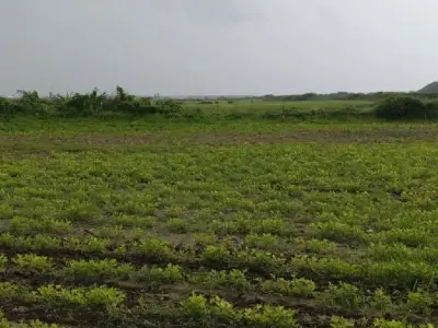 Fertile Agricultural Land in Kalyanpur Fertile Agricultural Land in Kalyanpur