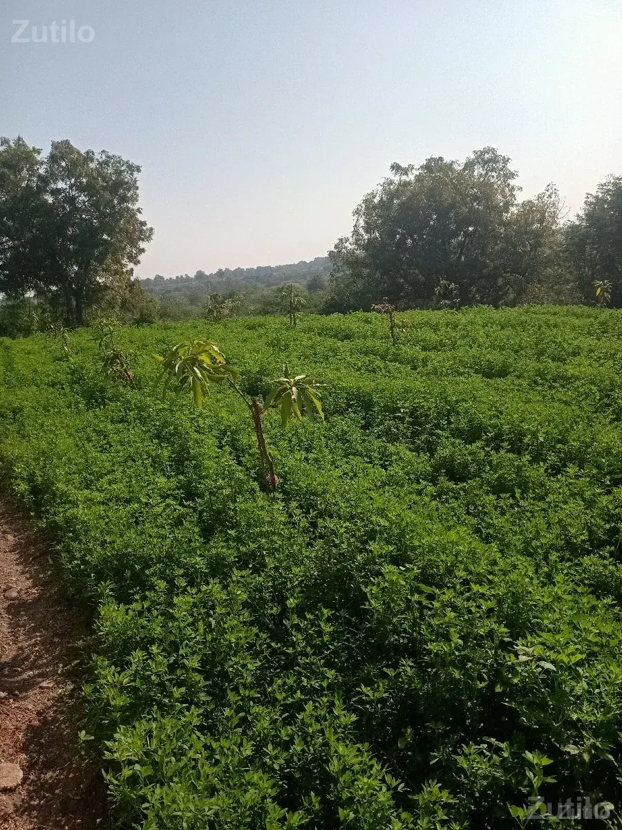 જમીન લેવા માટે કોન્ટેક કરો - Land & Plots - Jambusar - Image 1