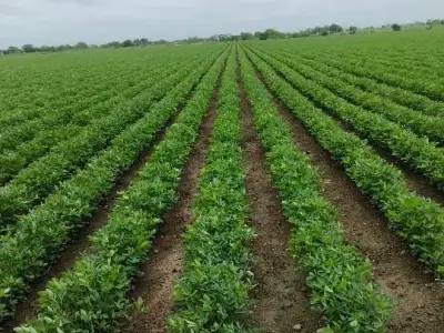 જમીન જમીન