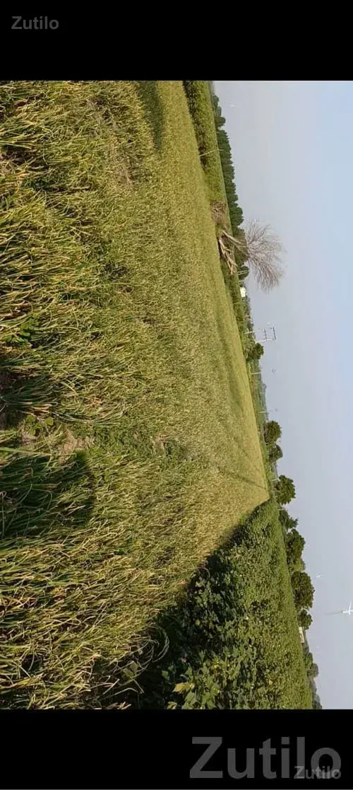 Fertile Agricultural Land in Kutch - Land & Plots - Rapar - Image 1