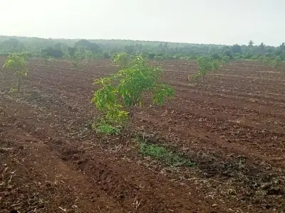 Fertile Agricultural Land Plot, Talala Fertile Agricultural Land Plot, Talala