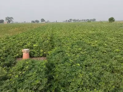 5 Vigha Fertile Agriculture Land Plot 5 Vigha Fertile Agriculture Land Plot