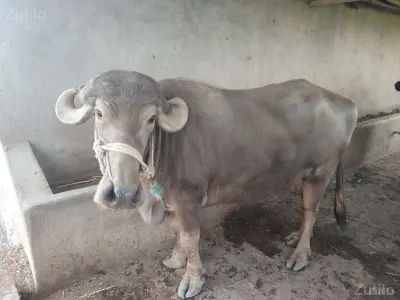 bhuri bhesh vesva ni se
ઠાલી છે bhuri bhesh vesva ni se
ઠાલી છે