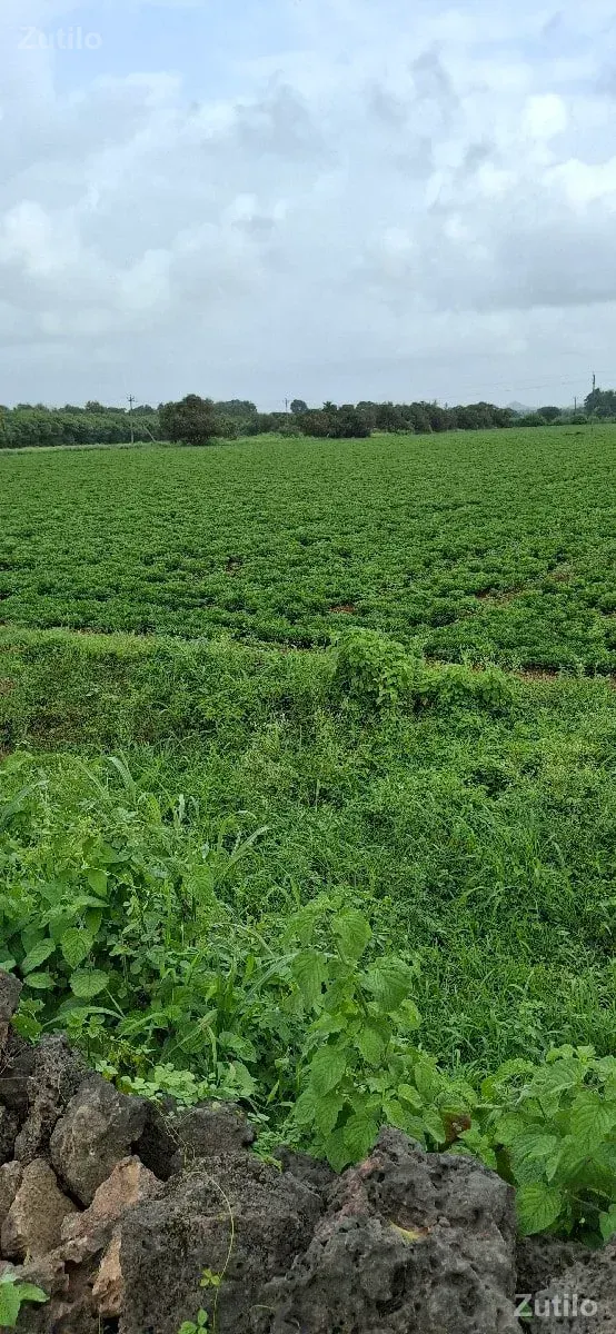 ખેતીની જમીન વેચવાની છે. - જમીન અને પ્લોટ - ઊના - Image 3